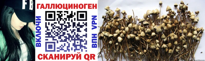 Псилоцибиновые грибы Cubensis  blacksprut ссылка  нарко площадка состав  Первомайск 